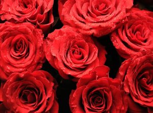 rosas y champaña cap 83