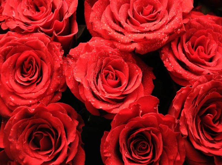 rosas y champaña cap 83